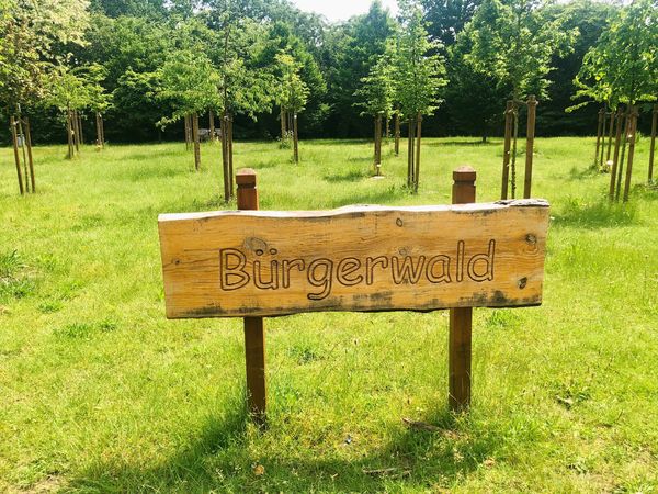 Grünes Engagement: Bäume für den Bürgerwald in Harsewinkel